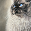 Ginny Lasco - Philadelphia PA Pet Portrait Paintings - Nationwide