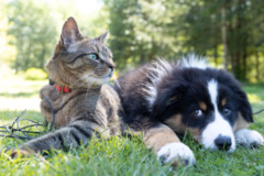 Request Quote: International Pet Shipping From - Anchorage, AK