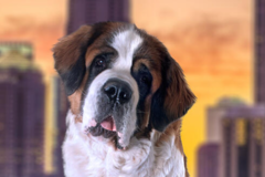 Request Quote: Georgia International Pet Shipping From - Atlanta, GA