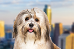 Request Quote: International Pet Shipping From - Austin, TX