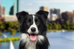 Request Quote: Massachusetts International Pet Shipping From  - Boston, MA