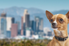 Request Quote: International Pet Shipping From - Los Angeles, CA