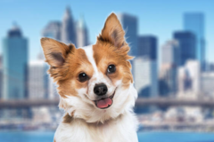 Request Quote: NYC International Pet Shipping  - New York, NY