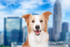Request Quote: International Pet Shipping From - Charlotte, NC