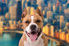Request Quote: Illinois International Pet Shipping From  - Chicago, IL
