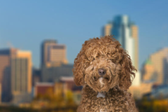 Request Quote: Ohio International Pet Shipping  - Cincinnati, OH
