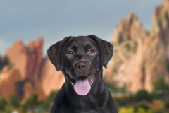 Request Quote: International Pet Shipping  - Colorado Springs, CO