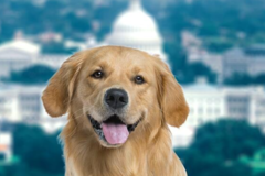 Request Quote: District of Columbia International Pet Shipping  - Washington, DC