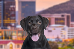 Request Quote: Arizona International Pet Shipping - Tucson, AZ
