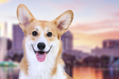 Request Quote: International Pet Shipping From - Tampa, FL