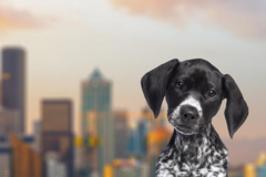 Request Quote: International Pet Shipping From - Seattle, WA