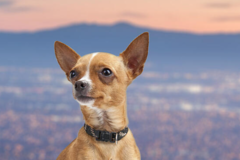 Request Quote: International Pet Shipping From - San Jose, CA