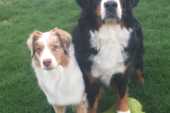 Request Quote: Pawsitive Passion K9 - Positive Private Dog Training  - Goodyear, AZ