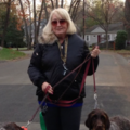 Suzanne’s Pet Services & Dog Training - Riverside, CT