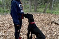Request Quote: Comeback Canine LLC - Dog Sitting and Dog Training Services - Columbia, MD