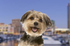 Request Quote: International Pet Shipping From - San Diego, CA