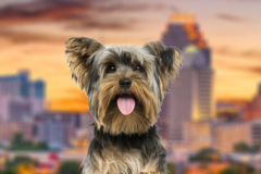 Request Quote: International Pet Shipping From - San Antonio, TX