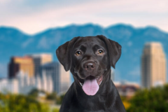 Request Quote: International Pet Shipping From - Salt Lake City, UT