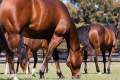 Request Quote: Synergy Farm - Horse Boarding - Alvarado, TX