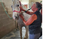 Request Quote: Unwind Equine Massage - Raleigh, NC