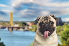 Request Quote: International Pet Shipping From - Sacramento, CA