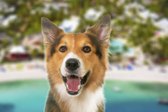 Request Quote: International Pet Shipping From - Richmond, VA