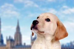 Request Quote: International Pet Shipping To London England