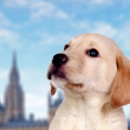 International Pet Shipping To London England