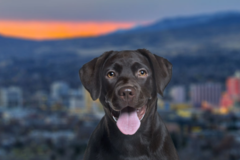 Request Quote: International Pet Shipping From - Reno, NV