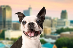 Request Quote: International Pet Shipping From - Raleigh, NC