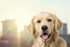 Request Quote: International Pet Shipping From - Portland, OR