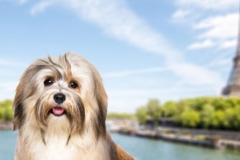 Request Quote: International Pet Shipping To Paris France
