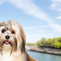 International Pet Shipping To Paris France