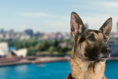 Request Quote: International Pet Shipping To Sydney Australia