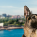 International Pet Shipping To Sydney Australia