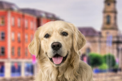 Request Quote: International Pet Shipping To Dublin Ireland