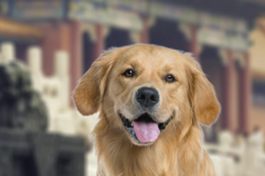 Request Quote: International Pet Shipping To Beijing China