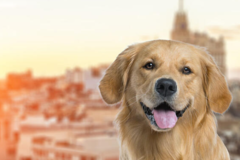 Request Quote: International Pet Shipping To Madrid Spain