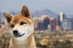 Request Quote: International Pet Shipping From  - Phoenix, AZ