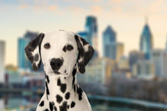 Request Quote: International Pet Shipping From - Philadelphia, PA