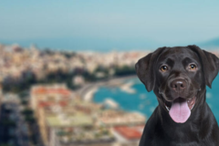 Request Quote: International Pet Shipping To Naples Italy - Nationwide