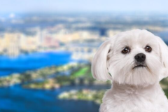 Request Quote: International Pet Shipping From - Palm Beach, FL