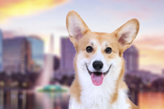 Request Quote: Florida International Pet Shipping  - Orlando, FL