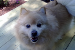 Request Quote: Doo Doo Patrol - Pet Waste Removal Services - Middletown, NY