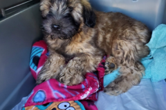 Request Quote: R&R Loving Hands Transport and Kennel  - Nationwide