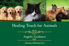Request Quote: Healing Touch for Animals - Similar to Animal Reiki  - Cincinnati, OH