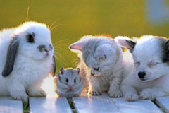 Request Quote: Professional In Home Pet Sitting with Pet Services - Greenville, TX