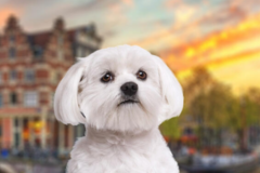 Request Quote: International Pet Shipping To Amsterdam Netherlands