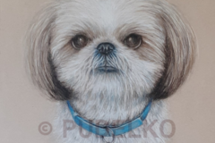 Request Quote: The Art of PUDELKO Pet Portraits - Glendale, CA