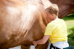 Request Quote: Balance Equine Wellness - Cohoes, NY